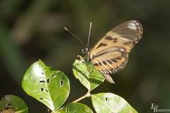 Heliconius ethilla narcaea