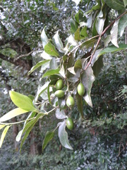 Beilschmiedia mexicana