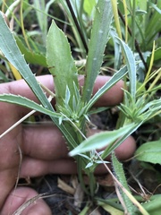 Eryngium aristulatum