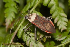 Laminiceps