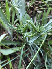 Eryngium aristulatum