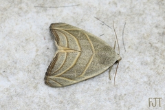 Bagisara laverna