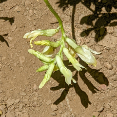 Astragalus scopulorum