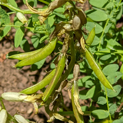 Astragalus scopulorum