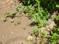 Astragalus scopulorum
