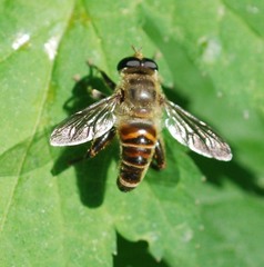 Mallota curvigaster