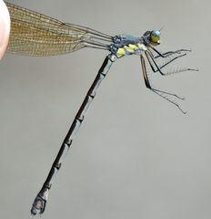 Lestes eurinus