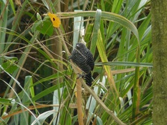 Thamnophilus multistriatus