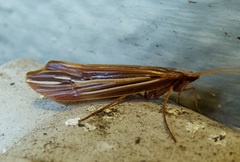 Psychoglypha bella