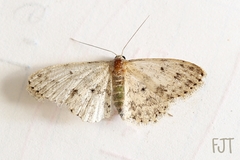Geometridae