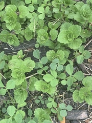 Veronica arvensis