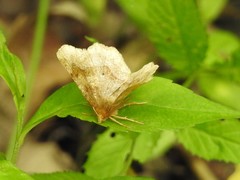 Metarranthis indeclinata