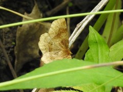 Metarranthis indeclinata