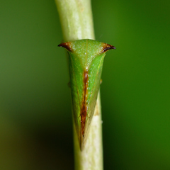 Stictocephala militaris