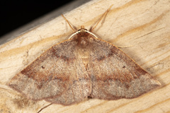 Metarranthis duaria