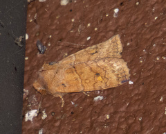 Eupsilia tristigmata