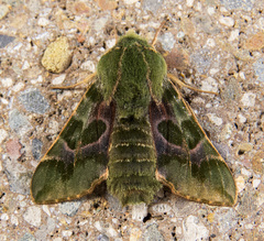 Proserpinus lucidus