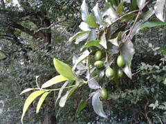 Beilschmiedia mexicana