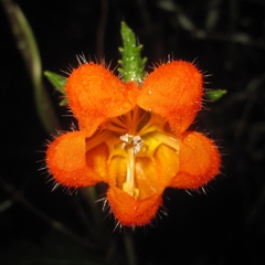 Caiophora contorta