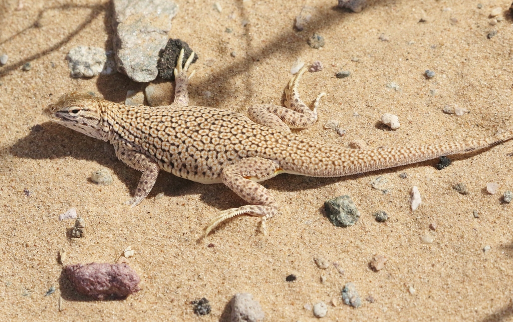 Colorado Desert Fringe-Toed Lizard