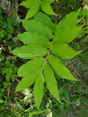 Liriomyza smilacinae