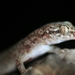 Puerto Rican Leaf-toed Gecko - Photo (c) Alcides L. Morales-Pérez, some rights reserved (CC BY-NC), uploaded by Alcides L. Morales-Pérez