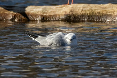 Chroicocephalus philadelphia