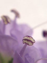 Veronica regina-nivalis