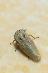 Megophthalminae