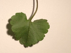 Veronica regina-nivalis