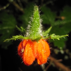 Caiophora contorta