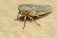 Megophthalminae