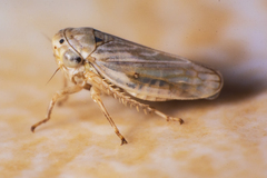 Megophthalminae