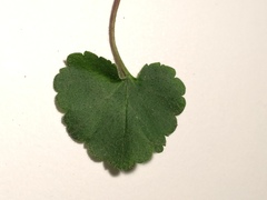 Veronica regina-nivalis