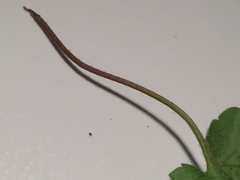 Veronica regina-nivalis