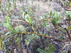 Salix orestera