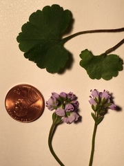 Veronica regina-nivalis