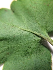 Veronica regina-nivalis