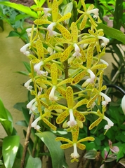 Epidendrum cristatum