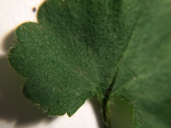 Veronica regina-nivalis