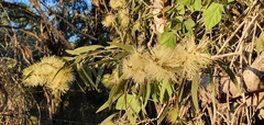 Melaleuca fluviatilis
