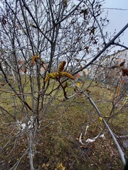 Alnus alnobetula fruticosa