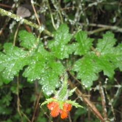 Caiophora contorta