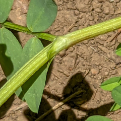 Astragalus scopulorum