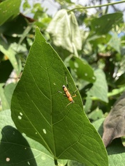 Rhaphuma quadricolor