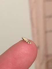 Coleotechnites thujaella