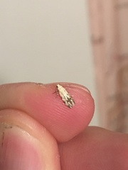 Coleotechnites thujaella