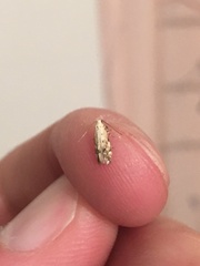 Coleotechnites thujaella