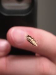 Coleotechnites thujaella