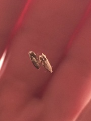 Coleotechnites thujaella